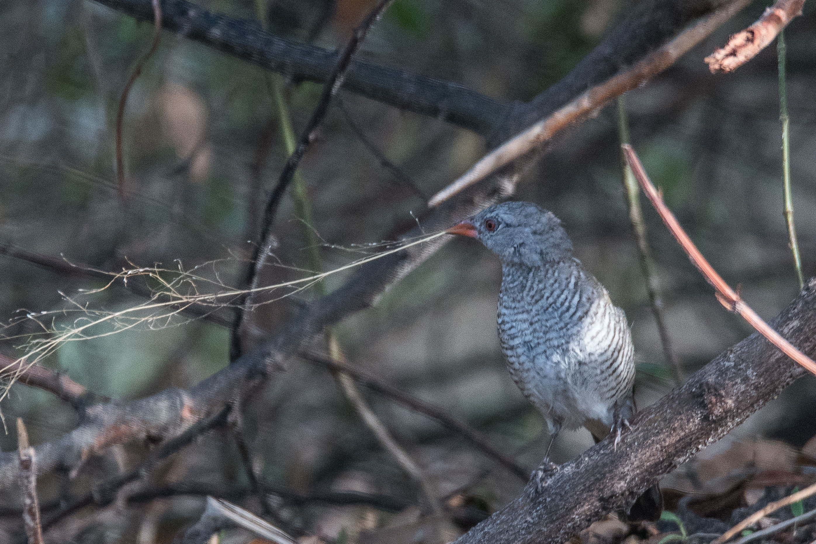 Beaumarquet melba (Green-winged pytilia, Pytilia melba) femelle adulte apportant un brin d'herbe sèche pour construire son nid, Chobe National Park, Botswana.